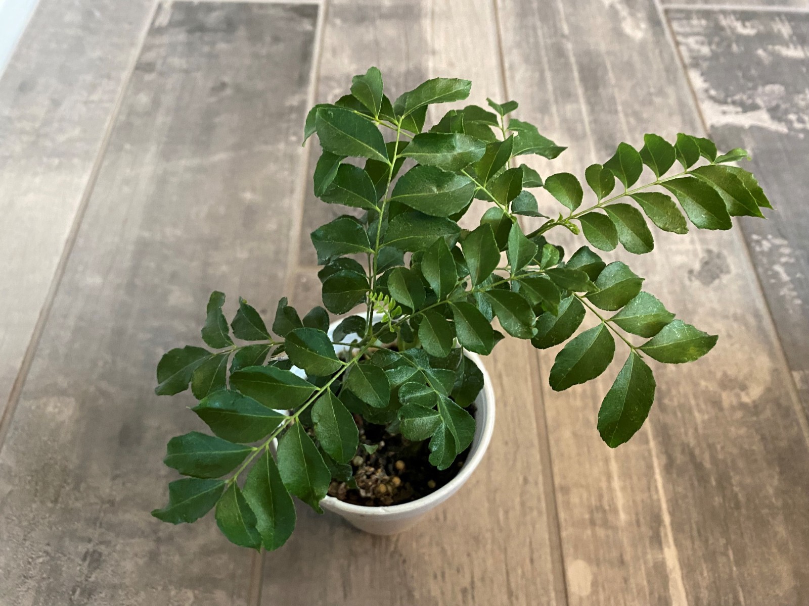 Organic Live Curry Leaf Plant 6+ Inches for Planting gallery