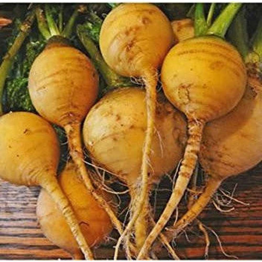 Golden Globe Turnip Seeds, NON-GMO, Variety Size Packets, FREE SHIPPING gallery
