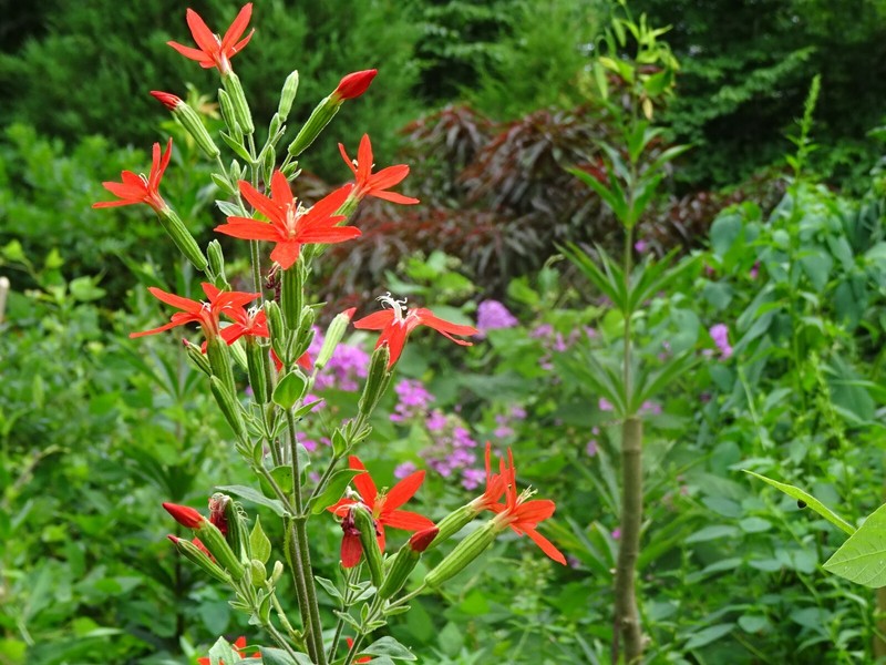 Royal catchfly Silene regia Native Perennial 20 seeds from 2024 for Hummingbirds gallery