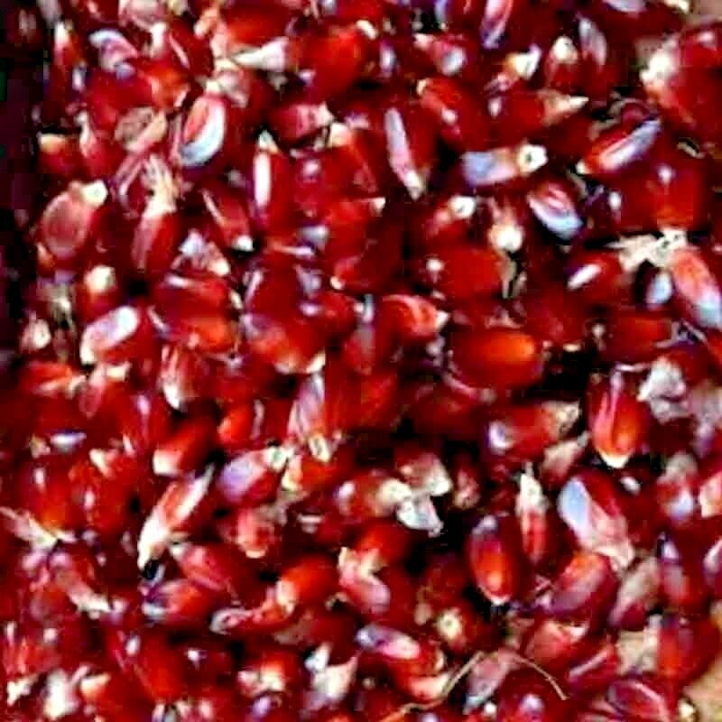 60+ STRAWBERRY RARE RUBY CORN SEEDS RED AUTUMN SWEET HEIRLOOM NON-GMO POPCORN US gallery