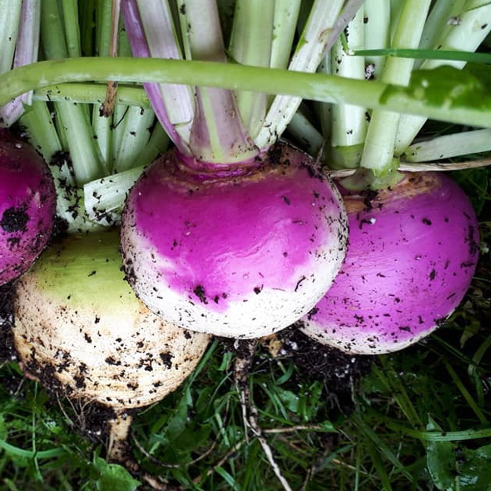 Purple Top White Globe Turnip Seed gallery