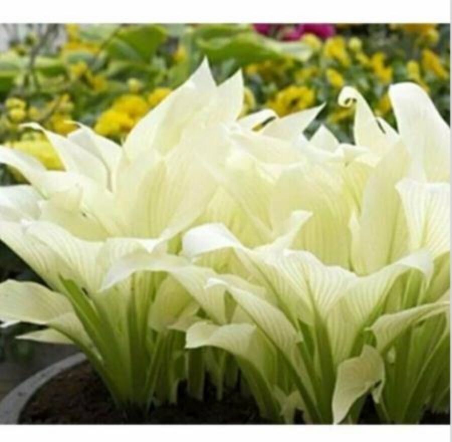 20pcs Hosta Plantaginea Fragrant Plantain Seeds Fire And Ice Shade White Lace gallery