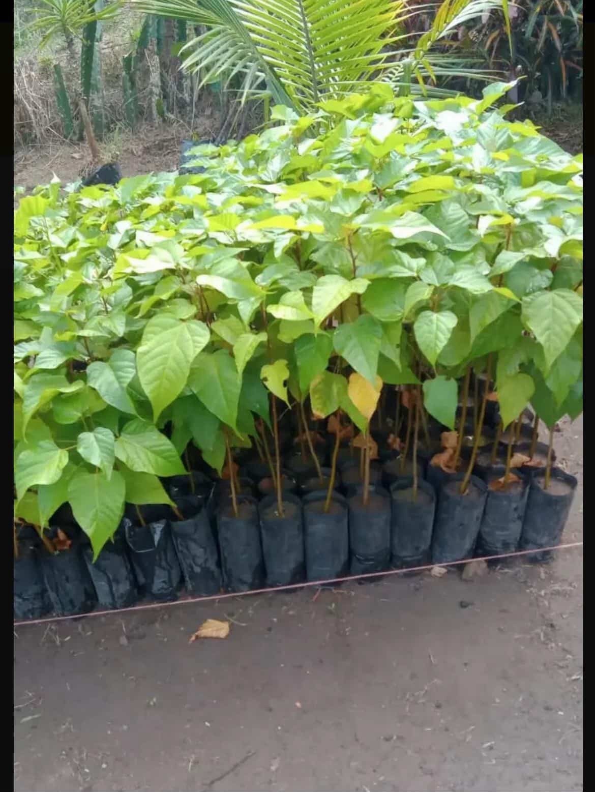 🌺✨ Achiote Seeds – 100 Seeds Per Pack | Annatto Heirloom Seeds | Rare Tropical gallery