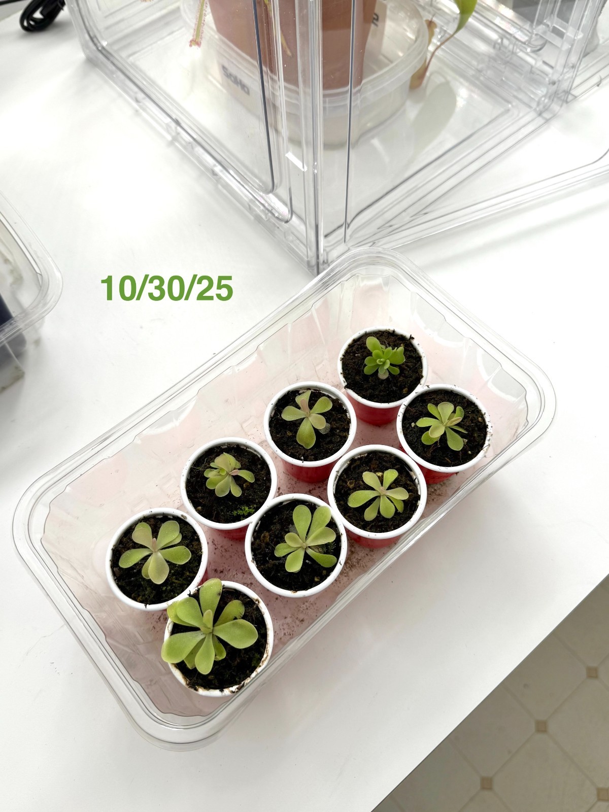 Carnivorous Plants Starter Pack (2) - Pinguicula and Cape Sundew Easy to Grow! gallery