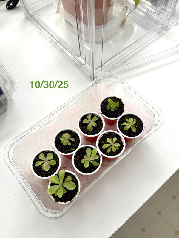 Carnivorous Plants Starter Pack (2) - Pinguicula and Cape Sundew Easy to Grow! gallery