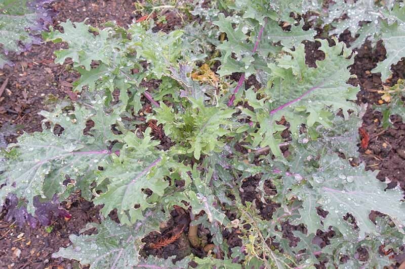 500 RED RUSSIAN KALE SEEDS ~ 2026 ~ heirloomseedguy ~ USA gallery