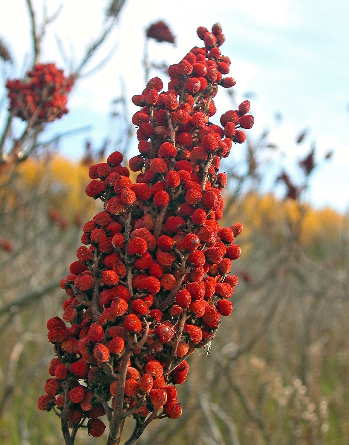 Sumac Ground. 1 oz. By Desi Kitchen. gallery