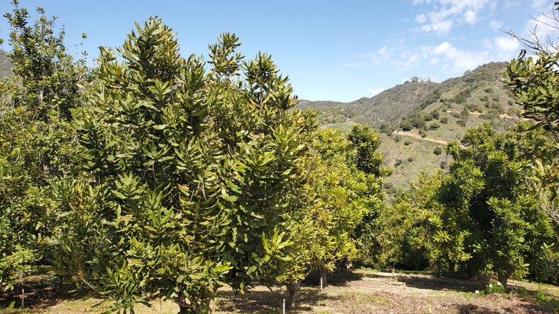 Fresh Macadamia Nuts in shell from California (5 LBS) gallery