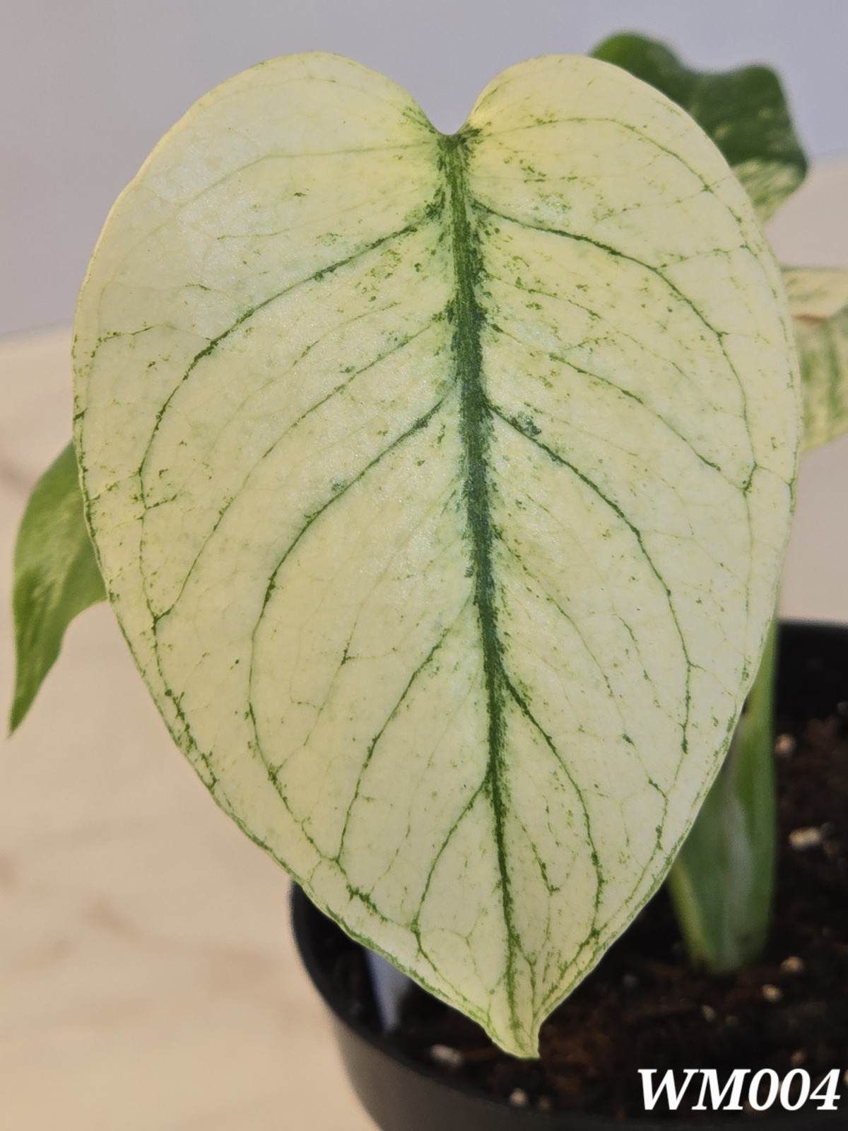 Monstera Deliciosa 'White Monster' gallery