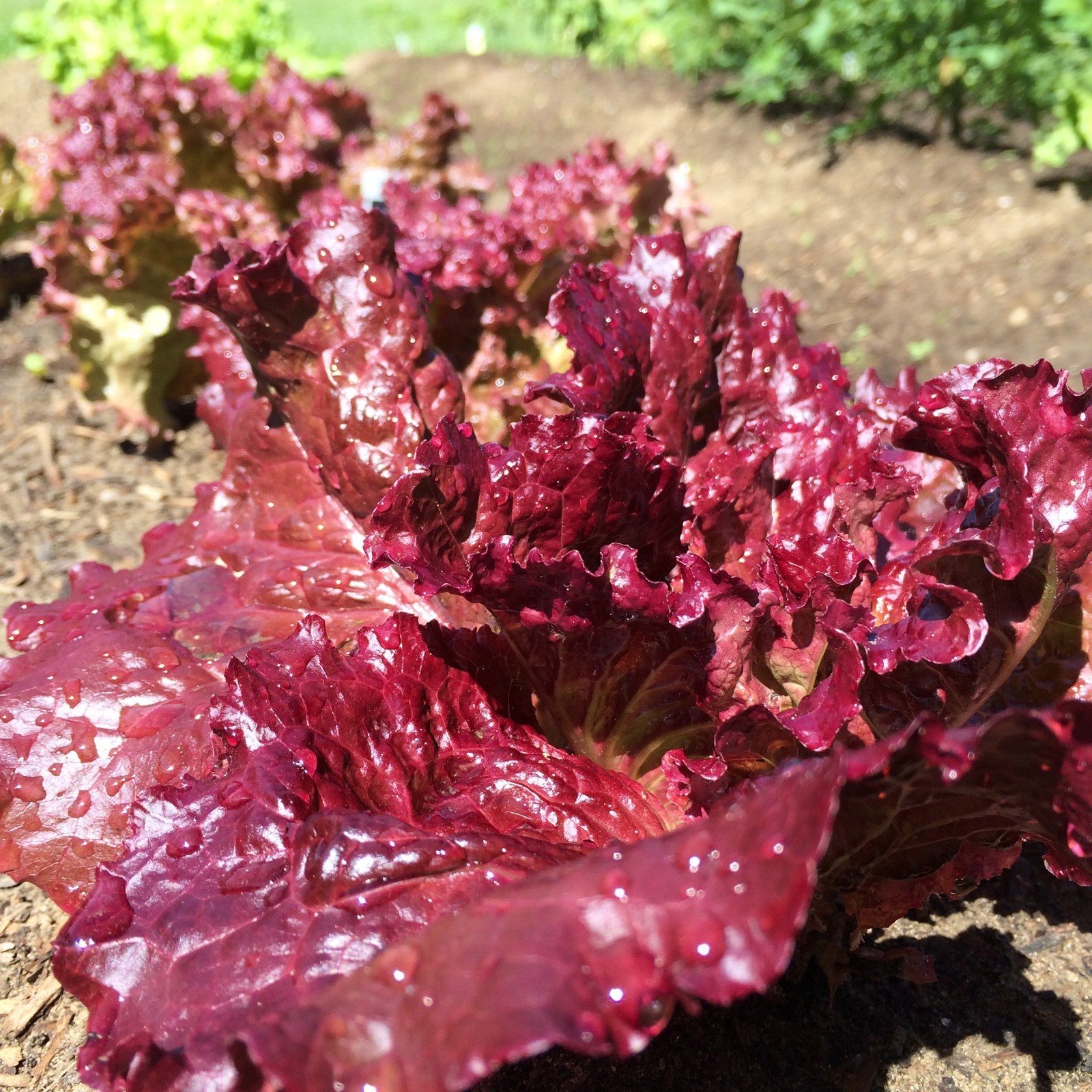 Ruby Leaf Lettuce Seeds, Deep Red, Summer Salad, NON-GMO, FREE SHIPPING gallery