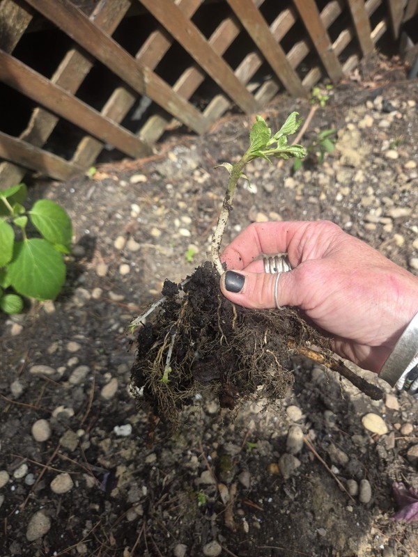 Live Rooted Annabelle Hydrangea Cutting Arborescens White Snowball Zones 3-9 gallery