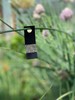 Green Lacewing Eggs on Hanging Card - 1,000 Count - Aphid Exterminator gallery
