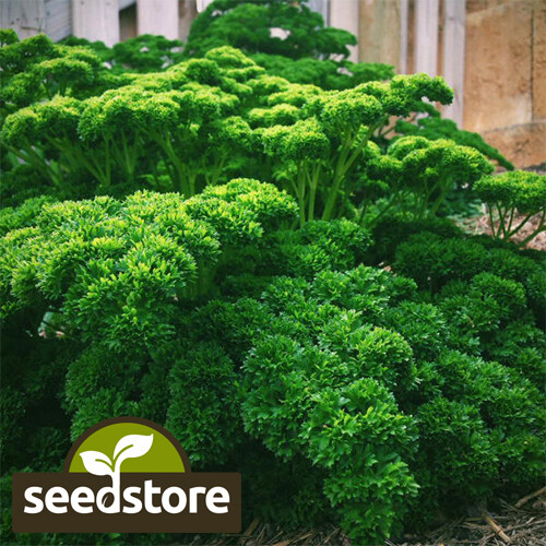 Triple Curled Parsley Seeds | Heirloom / Non-GMO | Free Ship | Herb Seeds | 1134 gallery