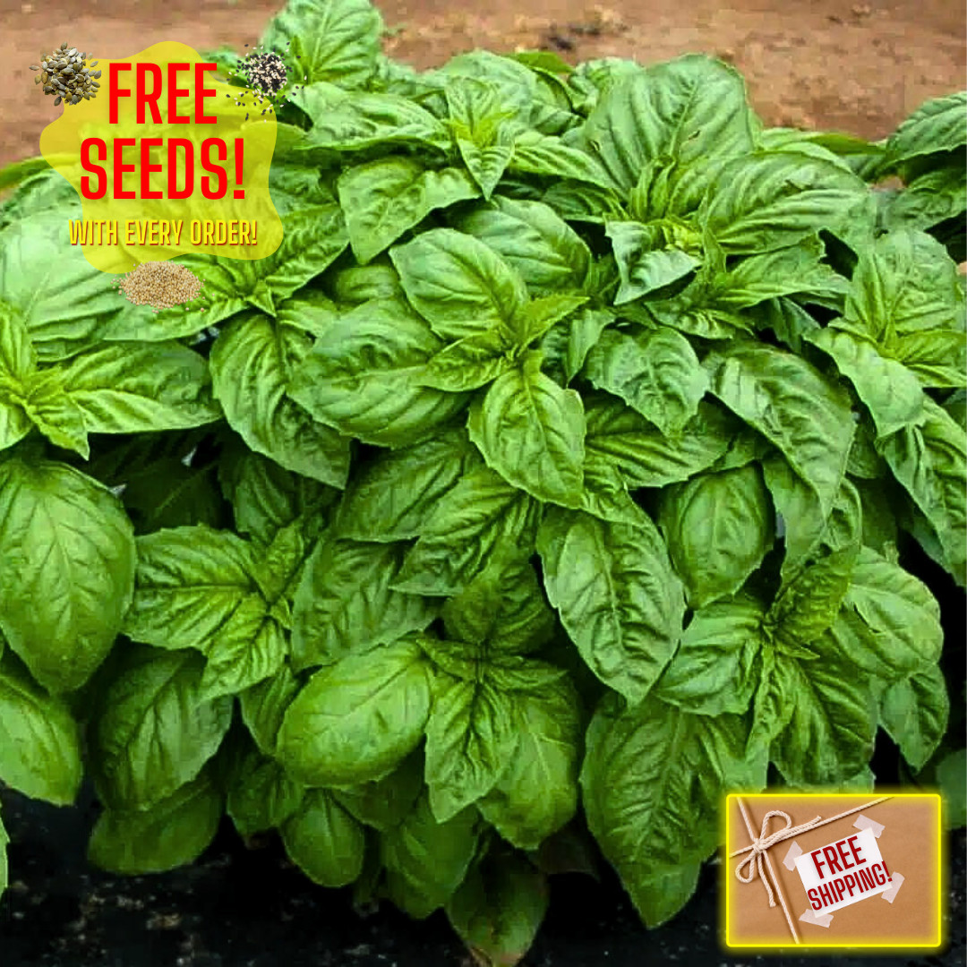 Fresh Italian Large Leaf Basil | Heirloom Non-GMO | Herb Seeds gallery