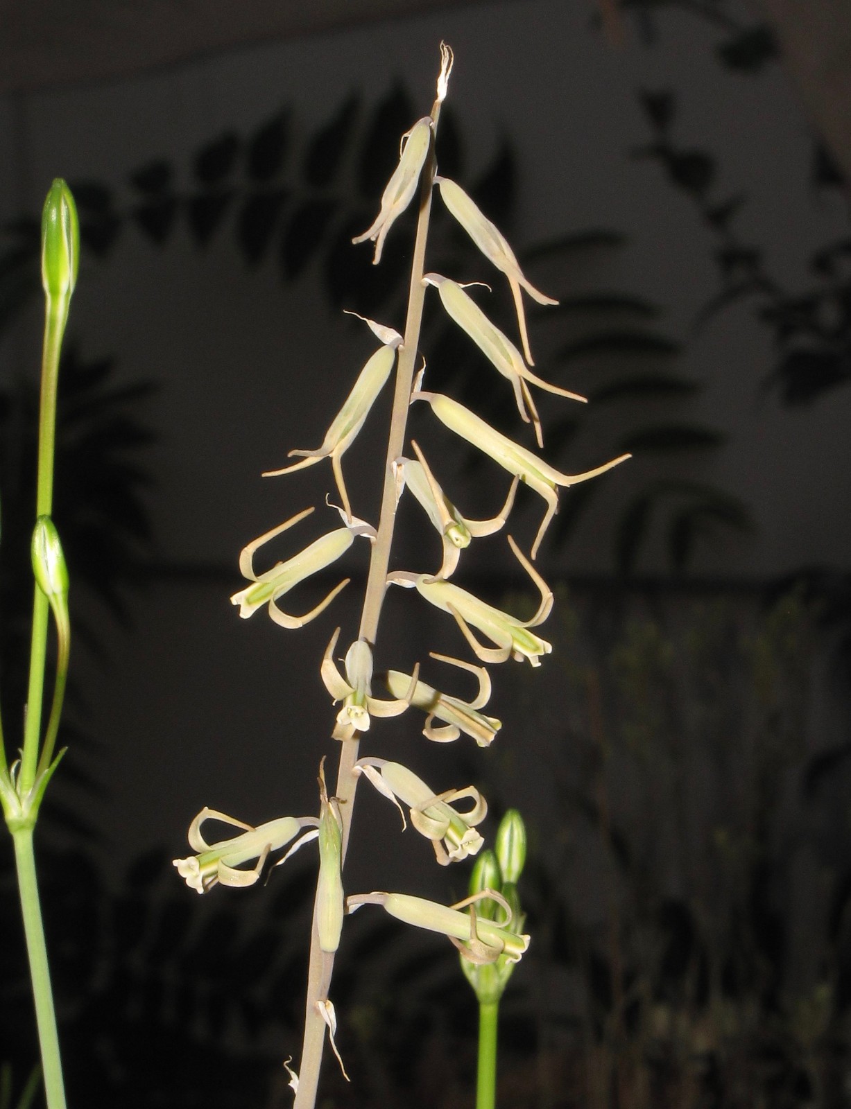 Dipcadi sp. Rare Madagascar bulb 3x gallery