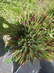 20 Bare root Dwarf Oyster great edge