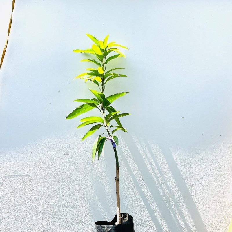 Grafted Coconut Cream Mango Tree – Premium Tropical Fruit Tree – Rare Variety gallery