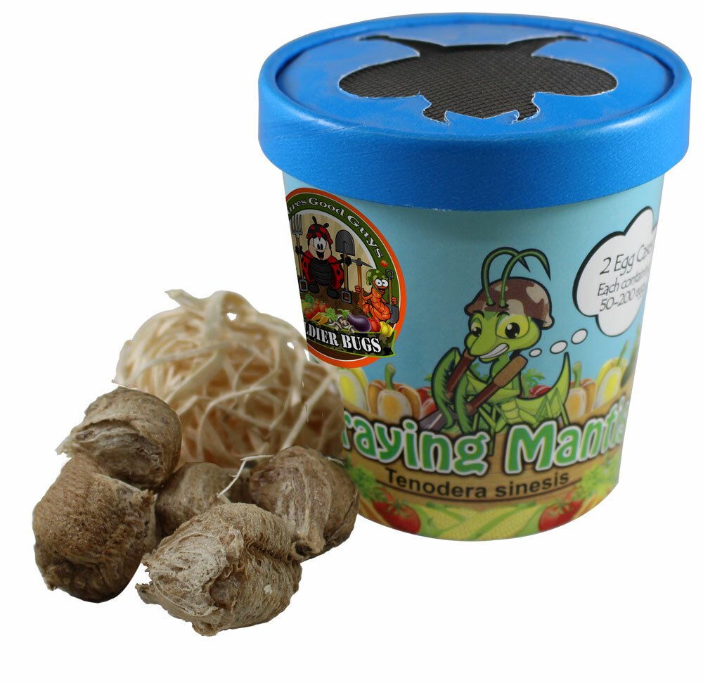Praying Mantis Egg Case With Hatching Habitat Cup- 2 Praying Mantids Egg Cases gallery