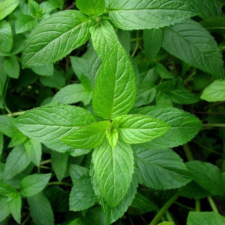 Mixed Mint Seeds 500++ Peppermint + spearmint herb NON-GMO Heirloom Vegetable ! gallery