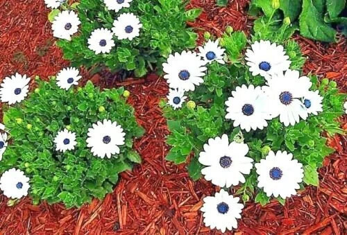 101+CAPE DAISY Flower Seeds African Wildflower Cape Marigold Drought Tolerant gallery