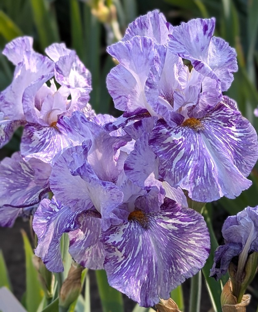 'Gnu' Tall Bearded Iris Rhizome PRE-SALE to Ship Aug/Sept