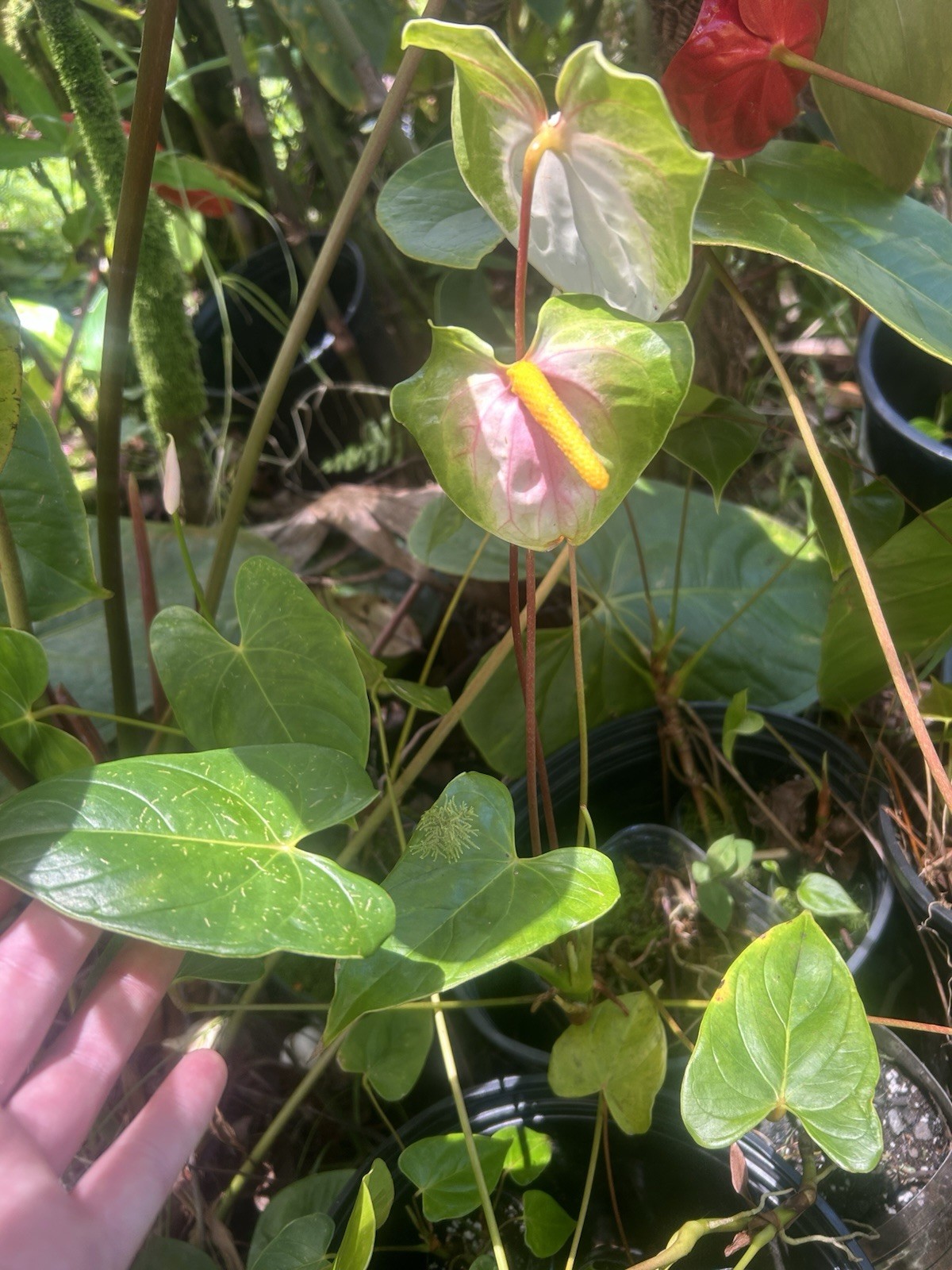 Anthurium Tropical Potted Seedling Green Broadleaf Indoor Medium Sun Houseplant gallery