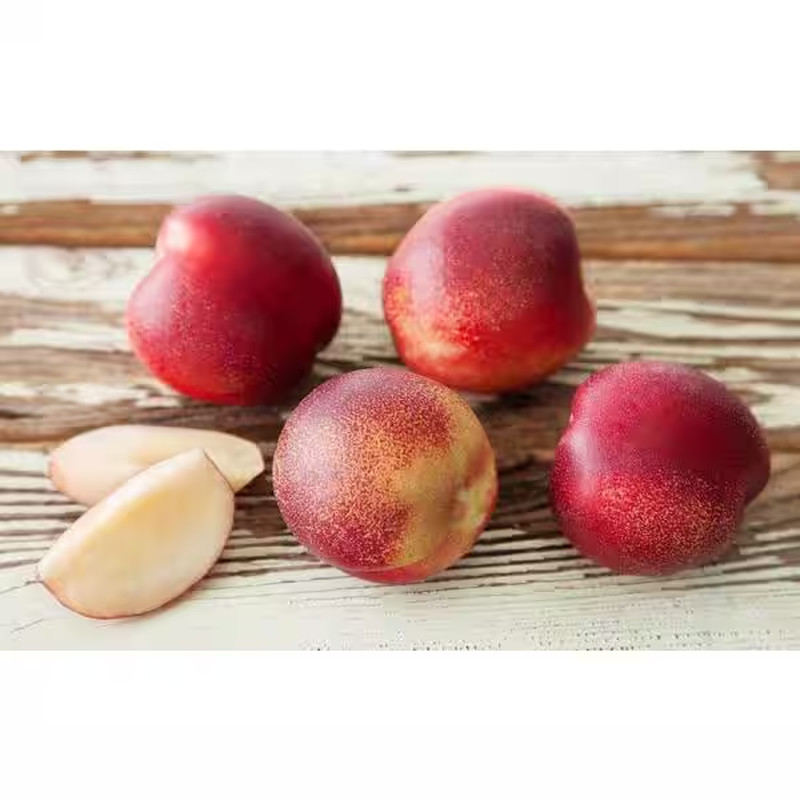Snow Queen White Nectarine Tree (Bare-Root, 3 Ft. to 4 Ft. Tall, 2-Years Old) gallery