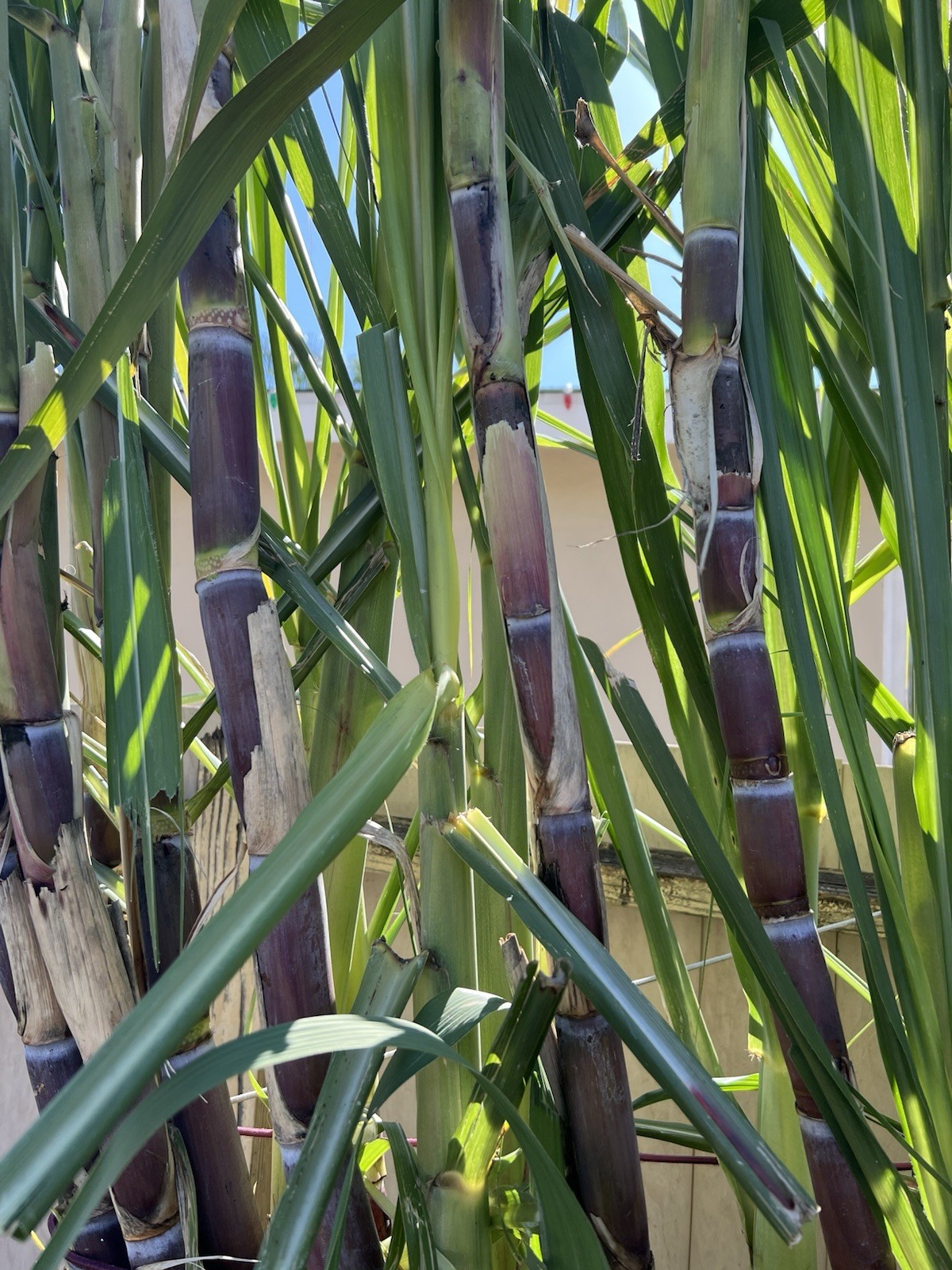 5pcs Rooted Dark Purple Green Sugarcane Cutting Sweet Juicy Ready To Plant gallery