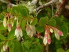 Sparkleberry Tree {Vaccinium arboreum} 15+ Pre-Stratified seeds Fruiting Shrub gallery