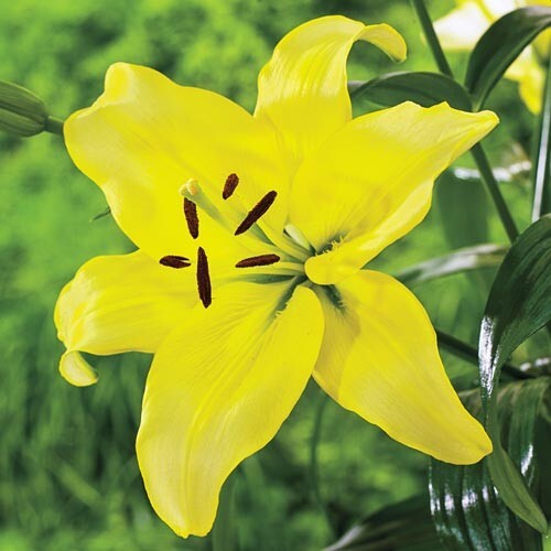 3 YELLOW COUNTY Asiatic Lily Live Flower Bulbs * ATTRACTS BUTTERFLIES gallery
