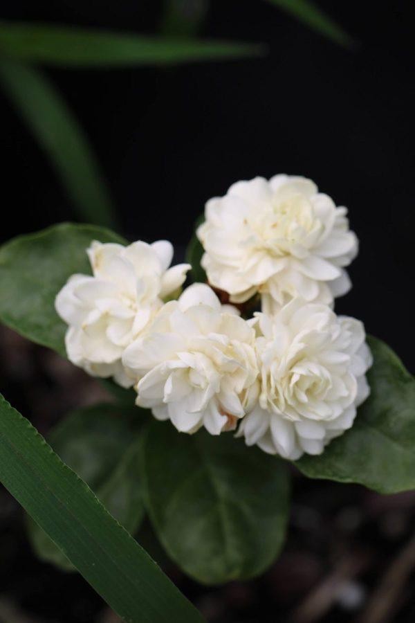Arabian Jasmine Live Plant Double Flowered Highly Fragrant Blooming Shrub gallery