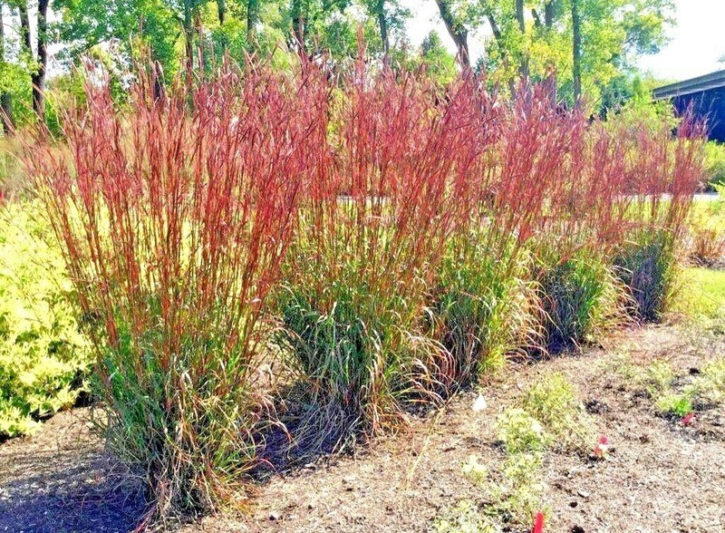 501+BIG BLUESTEM Seeds Native Tall Grass Prairie Ornamental Drought Heat Cold gallery