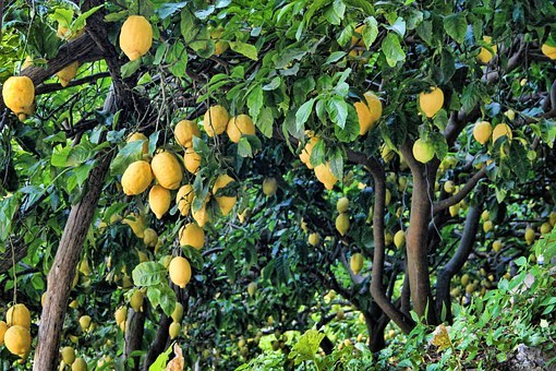 Lemon fruit powder 8oz 1/2lb - quick lemon juice mix well in water, vit C - PAJE gallery
