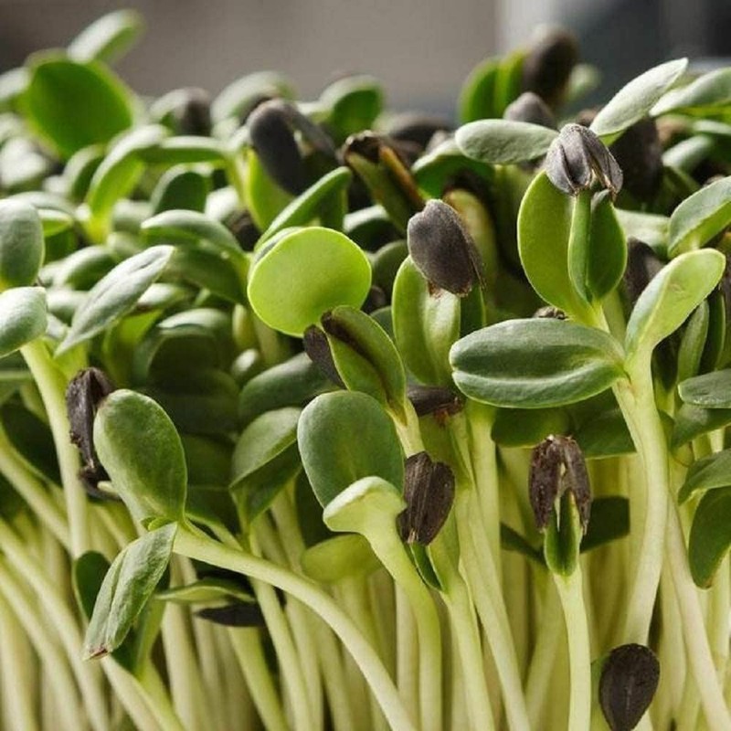 Sunflower Seeds for Sprouting Microgreens, COOL BEANS N SPROUTS gallery