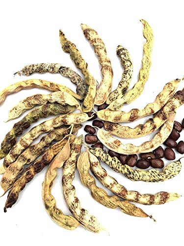 Organic Little Red Cut Short Beans Seeds (Phaseolus vulgaris) 100 Seeds (100 gallery