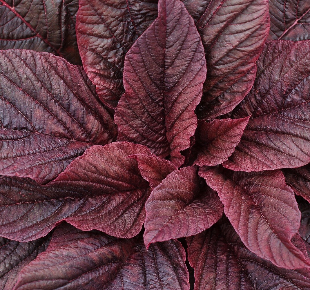 Red Garnet Mustard Seeds | Heirloom | Non-GMO | Fresh Garden Seeds gallery