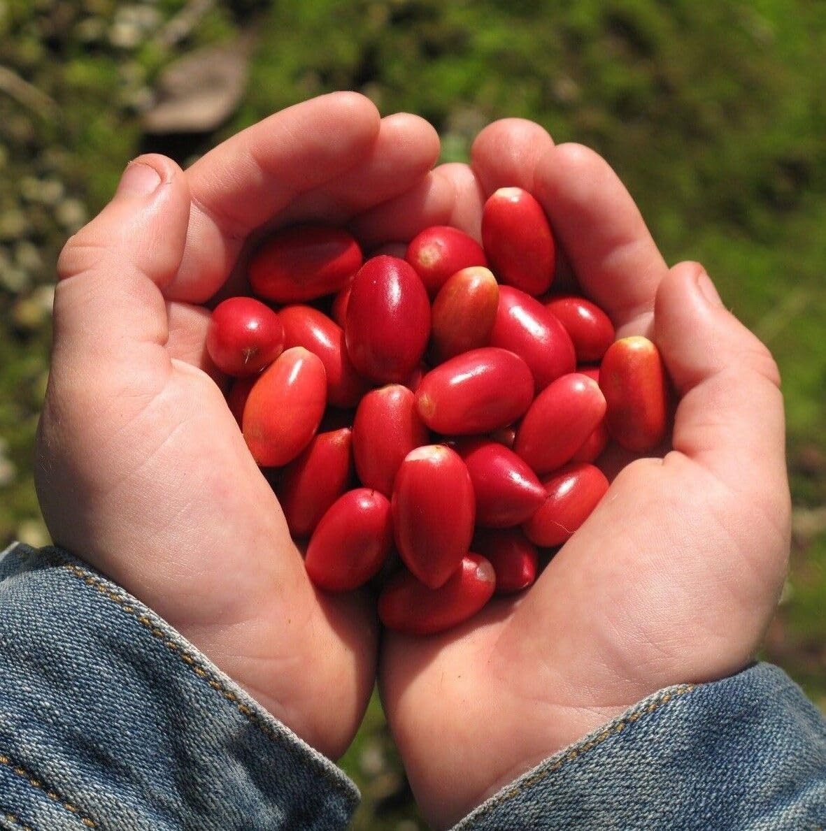 35+Tropical Miracle Berry Fruit Seed for Planting Outdoor-Edible Berries Plant Y gallery