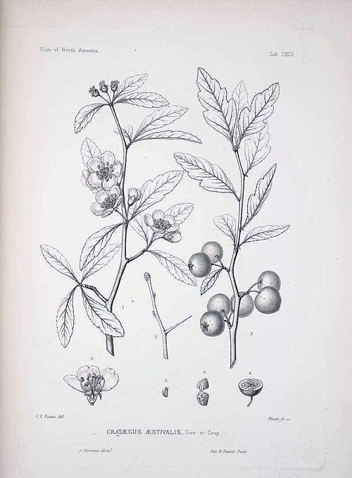 2 LIVE PLANTS HEIRLOOM MAYHAW FRUIT TREES MAY HAW APPLE HAWTHORN RED SEEDLING gallery