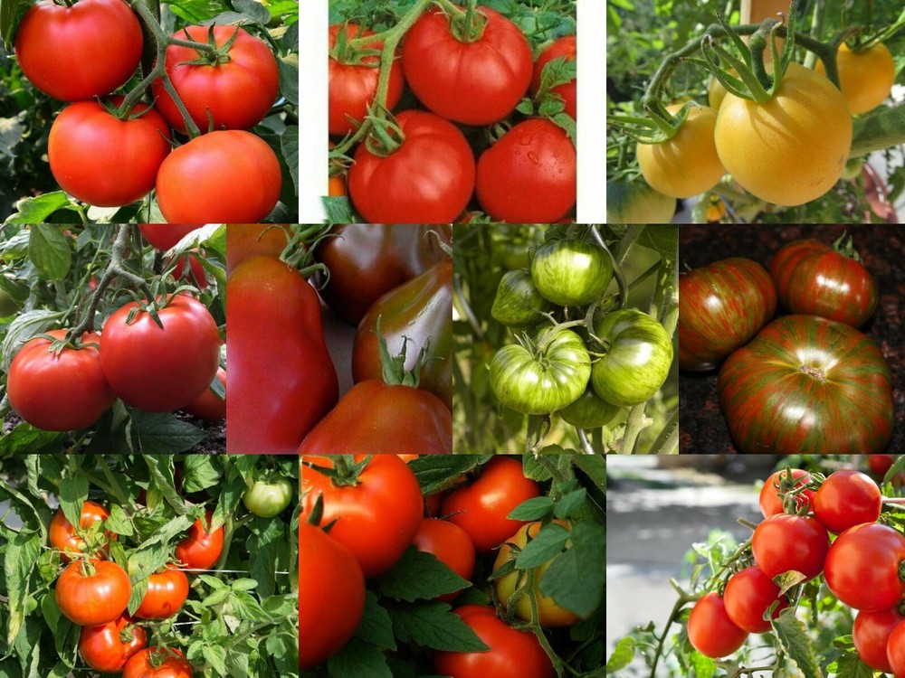 Medium Size Tomato Seeds, RARE & COMMON, Multiple Options, Choose from Many