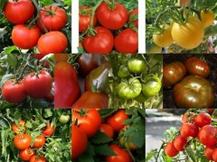 Medium Size Tomato Seeds, RARE & COMMON, Multiple Options, Choose from Many