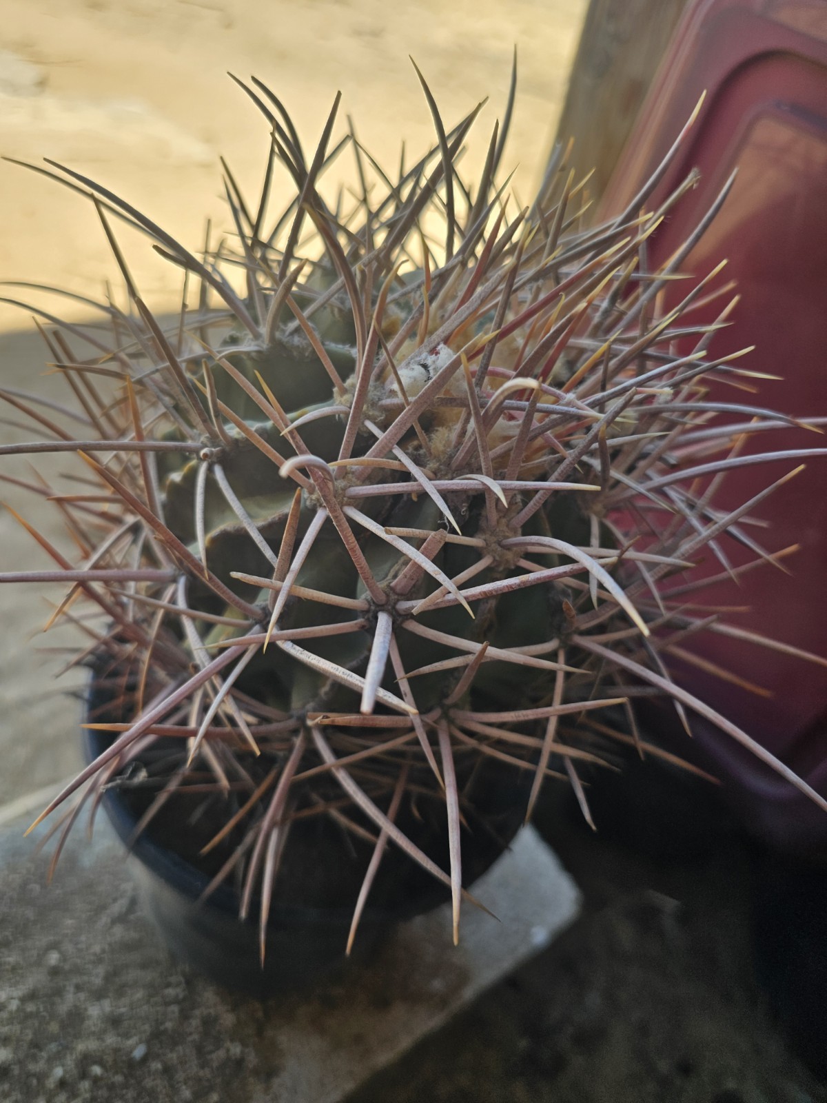 E. Polycephalus, 9" Tall, 6" Wide gallery