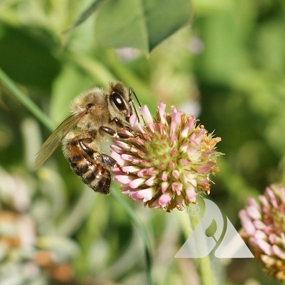 Clover STRAWBERRY Perennial Groundcover Pollinator Bees Love! Non-GMO 1000 SEEDS gallery