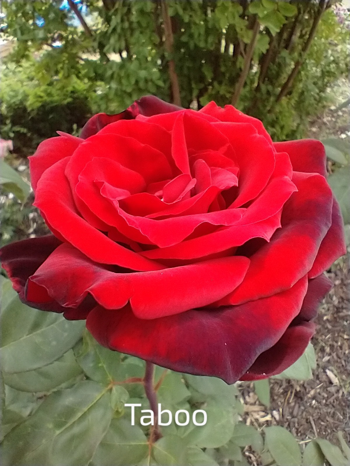 Taboo-Deep Red Hybrid Tea Own-root Live Plant Long Stems 6" Pot Rose Bush gallery
