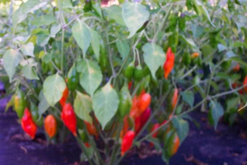 EXTRA HOT (since often requested)---Hot Pepper Powder / Grind / Mix -1 OZ (28 g) gallery