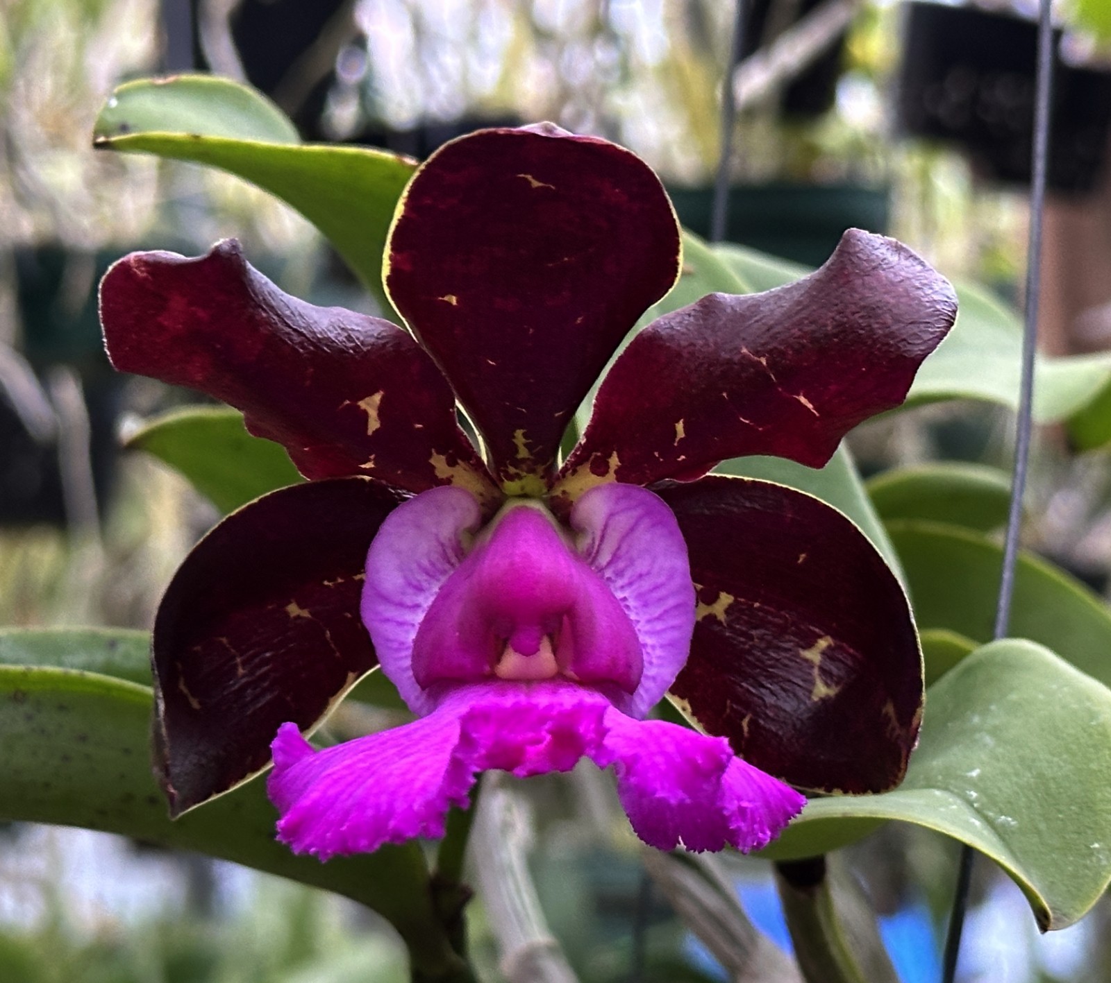 COMPACT BRAZIL CATTLEYA ORCHID SPECIES OUT OF BLOOM aclandiae 6" pot gallery