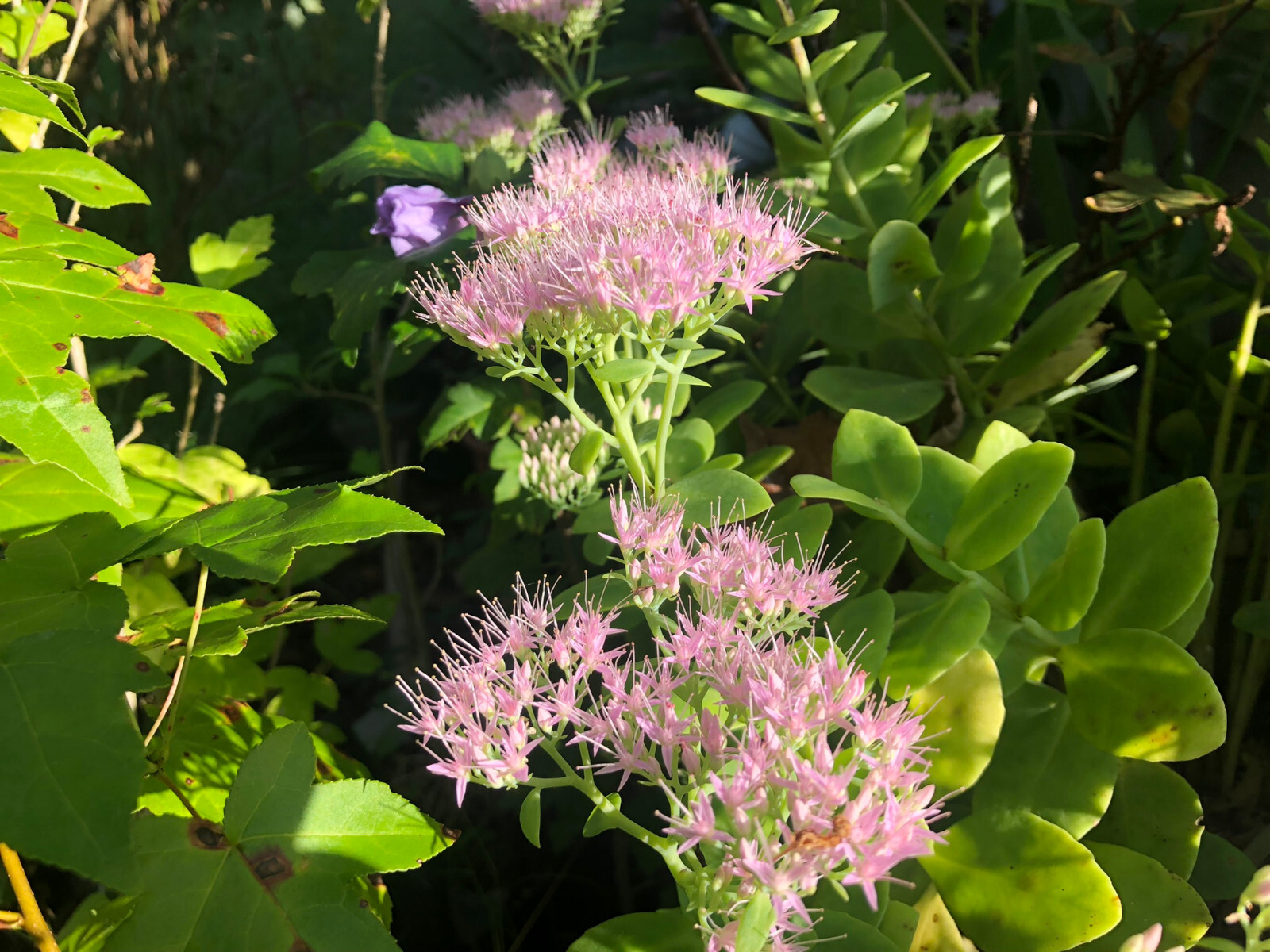 Succulent | Sedum 'Autumn Joy' | Sedum Stonecrop | Easy Hardy Plant | Butterfly gallery