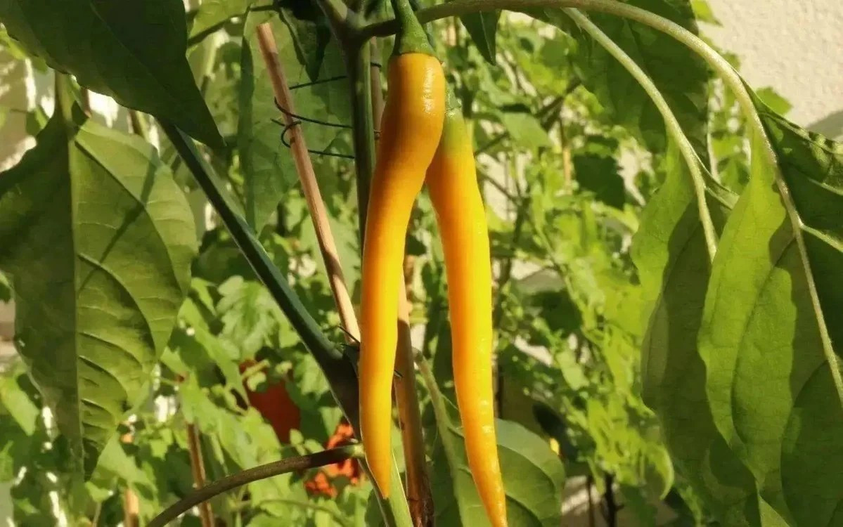 50+ Golden Cayenne Pepper Seeds ---------- 30,000 to 50,000 Scoville Heat Units gallery