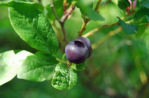 Vaccinium membranaceum | Thinleaf Huckleberry | 20 Seeds gallery