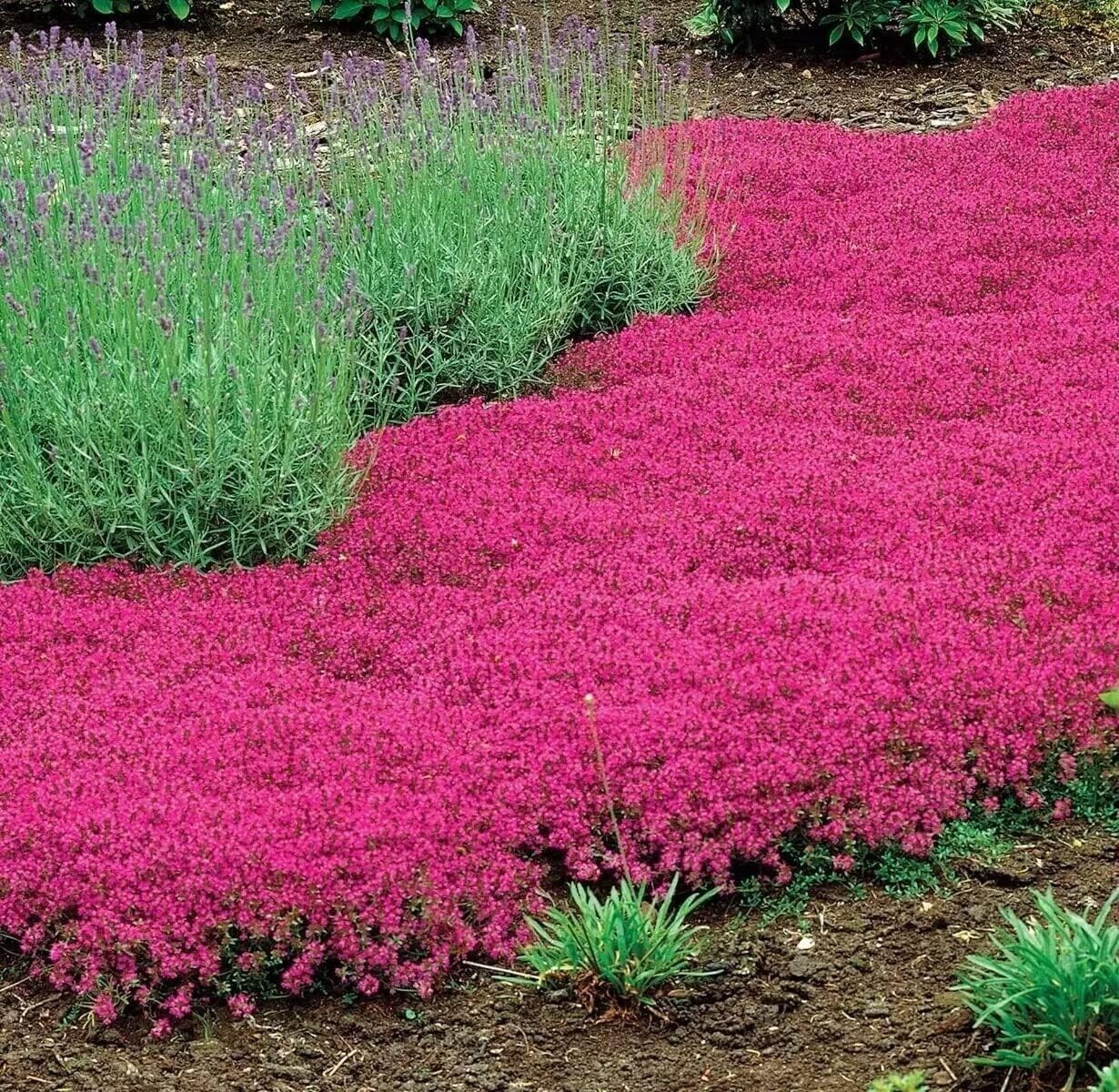 1000+ Red Creeping Thyme Seeds -- Groundcover -- Non-GMO -- FRESH gallery