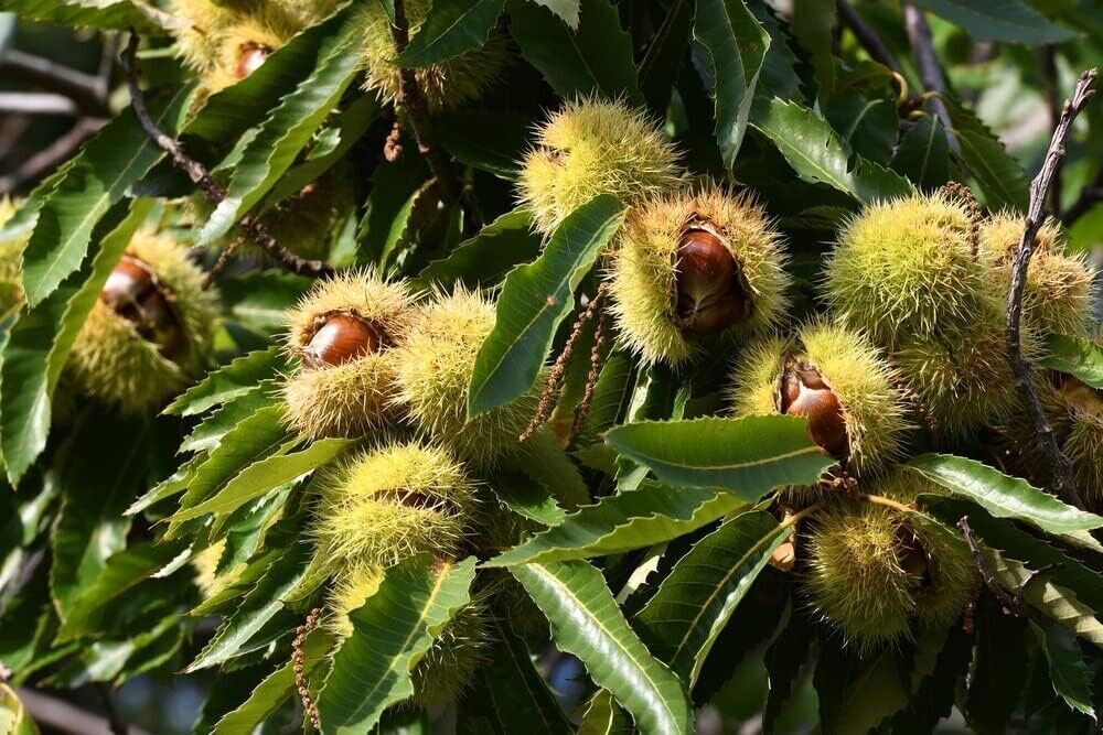 Colossal Chestnut Tree Seeds - Grow Huge Chestnuts - Castanea sp Colossal gallery